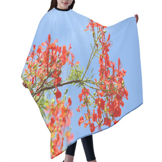 Personality  Flame Tree Or Royal Poinciana Tree Hair Cutting Cape