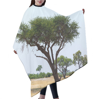 Personality  Large Acacia Tree In The Open Savanna Plains Africa Hair Cutting Cape