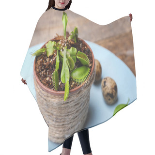 Personality  Composition With Dionaea Muscipula Hair Cutting Cape