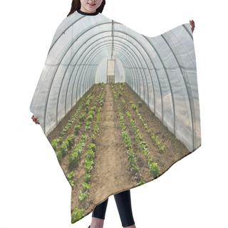 Personality  The Hydroponics In Greenhouses. Hair Cutting Cape