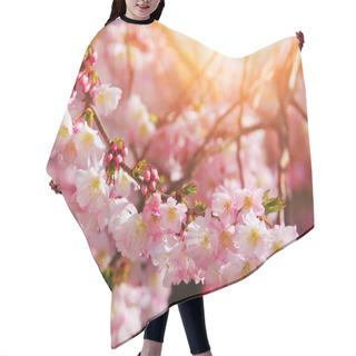 Personality  Sakura. Cherry Blossom In Springtime, Beautiful Pink Flowers Hair Cutting Cape