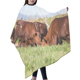 Personality  Cows Grazing Grass Hair Cutting Cape