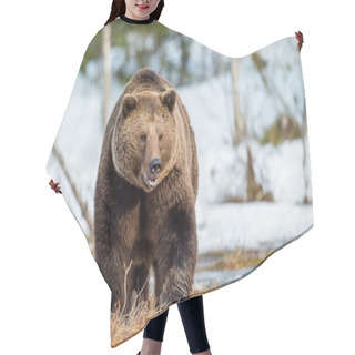 Personality  Brown Bear On Snow-covered Swamp Hair Cutting Cape
