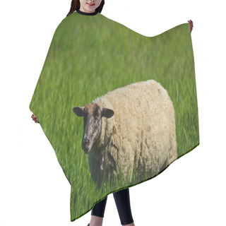 Personality  Sheep In Spring Pasture Hair Cutting Cape