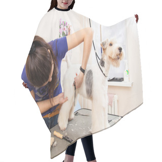 Personality  Fox Terrier Getting His Hair Cut Hair Cutting Cape