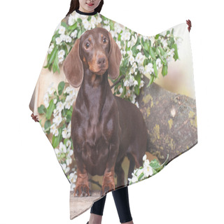Personality  Dog Dachshunds And Flowers Spring Jasmine, Dog Portrait Hair Cutting Cape