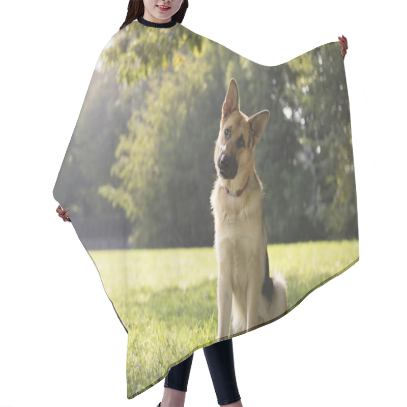 Personality  Young Purebreed Alsatian Dog In Park Hair Cutting Cape