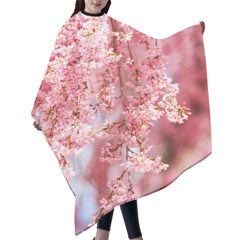 Personality  Sakura. Cherry Blossom In Springtime, Beautiful Pink Flowers Hair Cutting Cape