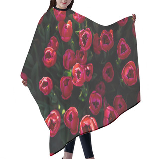 Personality  Spring Background With Red Tulips Flowers. Beautiful Blossom Tulips Field. Spring Time. Banner, Copy Space Hair Cutting Cape