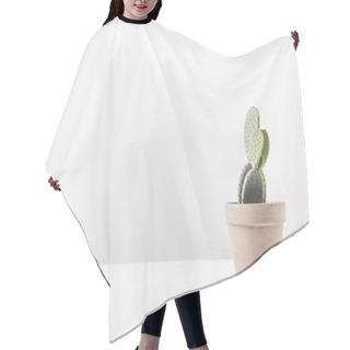 Personality  Beautiful Green Potted Cactus On White Hair Cutting Cape