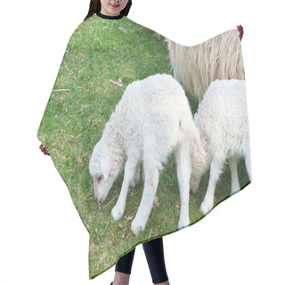Personality  Easter Lambs On A Green Meadow. White Wool On A Farm Animal On A Farm. Animal Photo Of A Mammal Hair Cutting Cape
