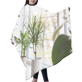 Personality  Different Potted Plants Near Window At Home Hair Cutting Cape