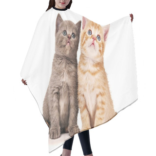 Personality  Kitten A Small Cute And A Handsome Hair Cutting Cape