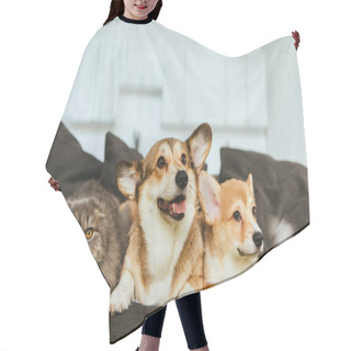 Personality  Welsh Corgi Dogs And British Longhair Cat On Sofa At Home Hair Cutting Cape