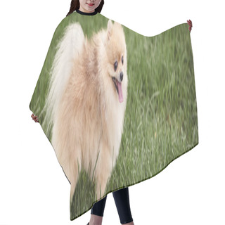 Personality  Fluffy And Playful Pomeranian Spitz Walking On Green Grass In Park, Doggy Happiness, Banner Hair Cutting Cape