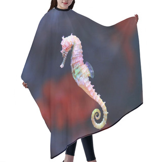 Personality  A Seahorse (Hippocampus) Swimming Hair Cutting Cape