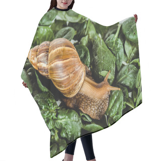 Personality  Slimy Brown Snail On Green Fresh Leaves Hair Cutting Cape