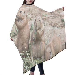 Personality  Black Tailed Prairie Dogs Hair Cutting Cape