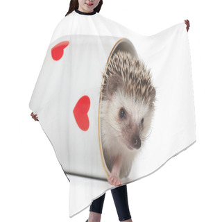 Personality  Funny Hedgehog Plays Hide And Seek Hair Cutting Cape