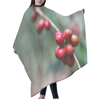 Personality  Growing Coffee Cherries Hair Cutting Cape