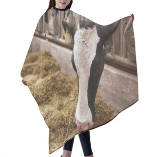 Personality  Cow Eating Hay In Cowshed On Dairy Farm Hair Cutting Cape