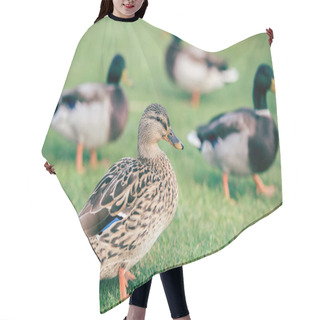 Personality  Domestic Ducks On Green Grass Hair Cutting Cape