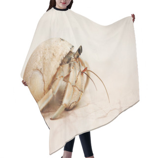 Personality  Snail Crab On A Sand Hair Cutting Cape