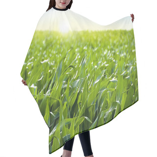 Personality  Corn Field In Sunset - Maize Hair Cutting Cape