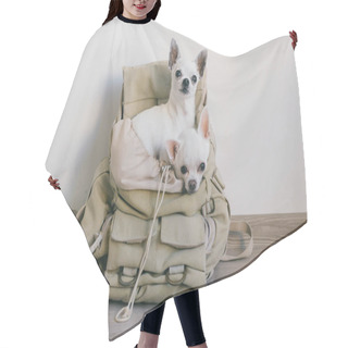 Personality  Two Chihuahua Puppies Sitting In Pocket Of Hipster Canvas Backpack With Funny Faces And Looking Different Ways. Dogs Travel. Comfortable Relax. Pets On Vacation. Animals Family Lying Together At Home. Hair Cutting Cape