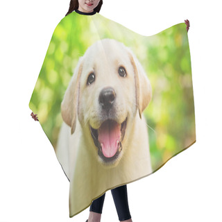 Personality  Yellow Lab Puppy In The Yard Hair Cutting Cape