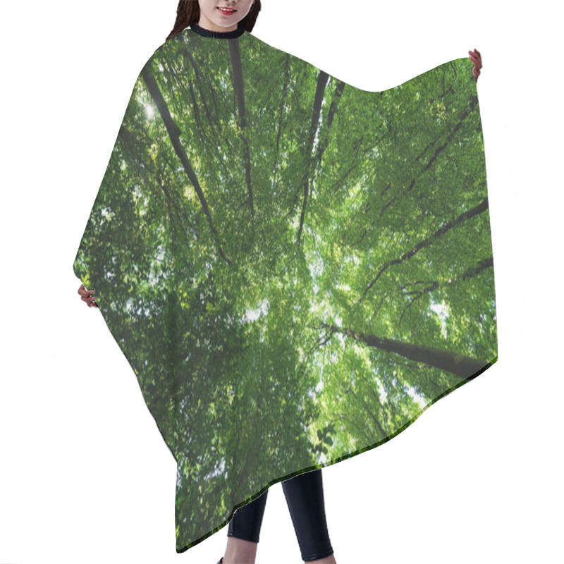Personality  Bottom View Of Trees With Green And Fresh Leaves In Summertime  Hair Cutting Cape