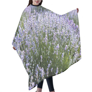 Personality  Beautiful Violet Lavender Flowers In Field Hair Cutting Cape