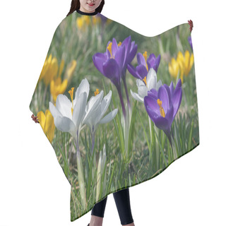 Personality  Field Of Flowering Crocus Vernus Plants, Group Of Bright Colorful Early Spring Flowers In Bloom, Beautiful Ornamental Springtime Garden Hair Cutting Cape
