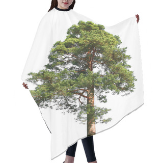 Personality  Lone Pine Tree On White Hair Cutting Cape