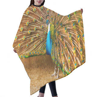 Personality  Birds Of Thailand. Peacock With Feathers Out. Animals. Travel, T Hair Cutting Cape
