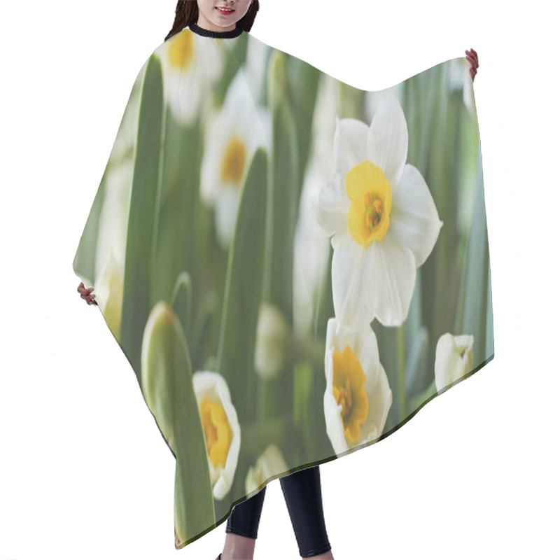 Personality  White Narcissus Flowers In Garden Hair Cutting Cape