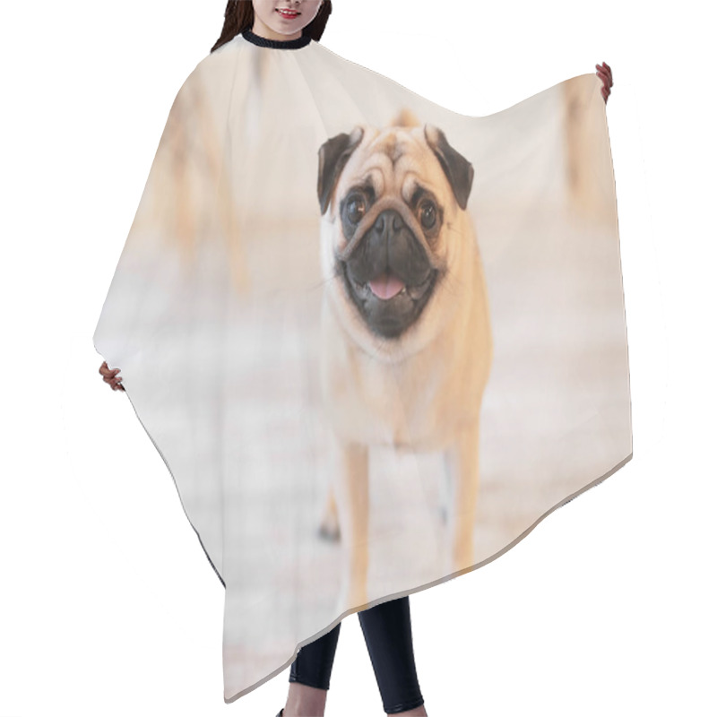 Personality  Cute pug dog on floor at home hair cutting cape