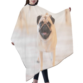Personality  Cute Pug Dog On Floor At Home Hair Cutting Cape