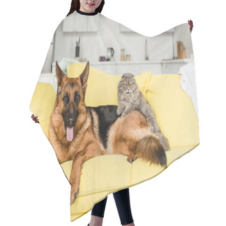 Personality  Cute And Grey Cat And Dog Lying On Yellow Sofa In Messy Apartment  Hair Cutting Cape