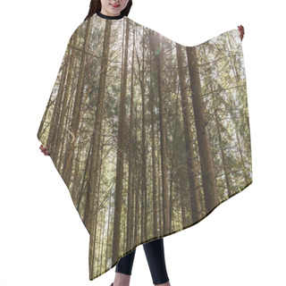 Personality  Sunshine And Coniferous Trees In Forest  Hair Cutting Cape