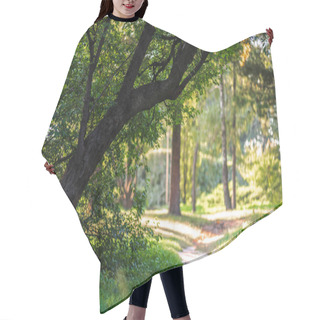 Personality  Empty Pathway In Park With Green Trees And Plants Around Hair Cutting Cape