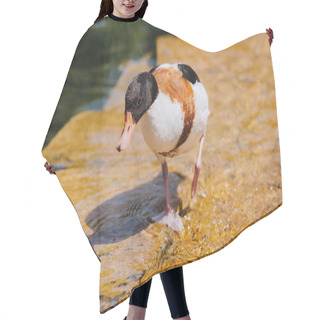 Personality  Close Up View Of Duck Walking On Shallow Water Hair Cutting Cape
