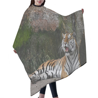 Personality  Siberian Tiger Roars On Stone Rock Hair Cutting Cape