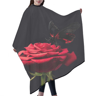 Personality  Close Up View Of Beautiful Butterfly On Red Rose Isolated On Black Hair Cutting Cape