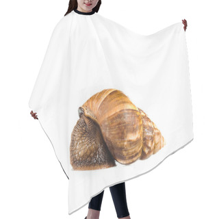 Personality  Slimy Brown Snail Isolated On White Hair Cutting Cape