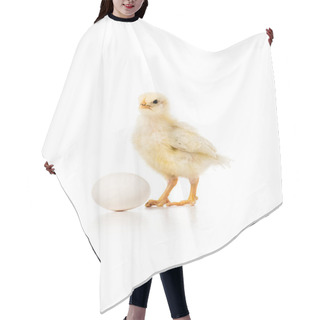 Personality  Close-up View Of Adorable Little Chicken With Egg Isolated On White Hair Cutting Cape