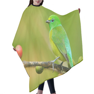 Personality  Blue-naped Chlorophonia Form Colombia Hair Cutting Cape