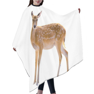 Personality  Baby Deer Isolated In White Background Hair Cutting Cape