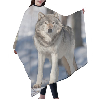 Personality  Timber Wolf Or Grey Wolf (Canis Lupus) Standing In The Winter Snow In Canada Hair Cutting Cape