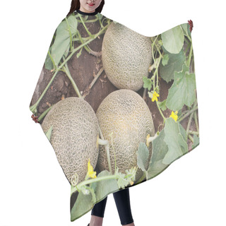 Personality  Melons Hair Cutting Cape